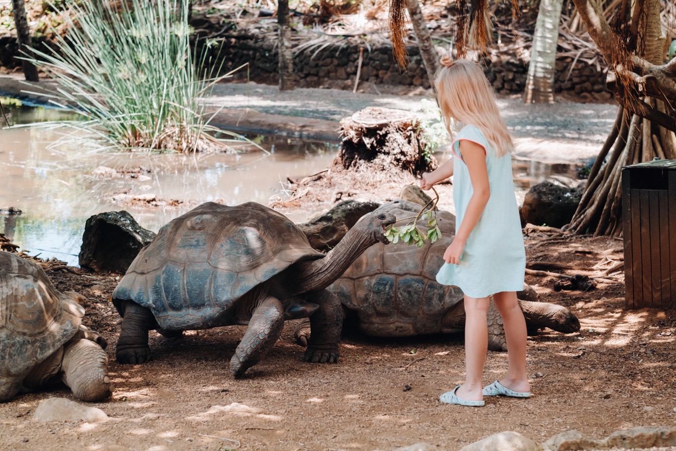 Une fille nourrit des tortues géantes à Maurice, près d'un étang naturel.