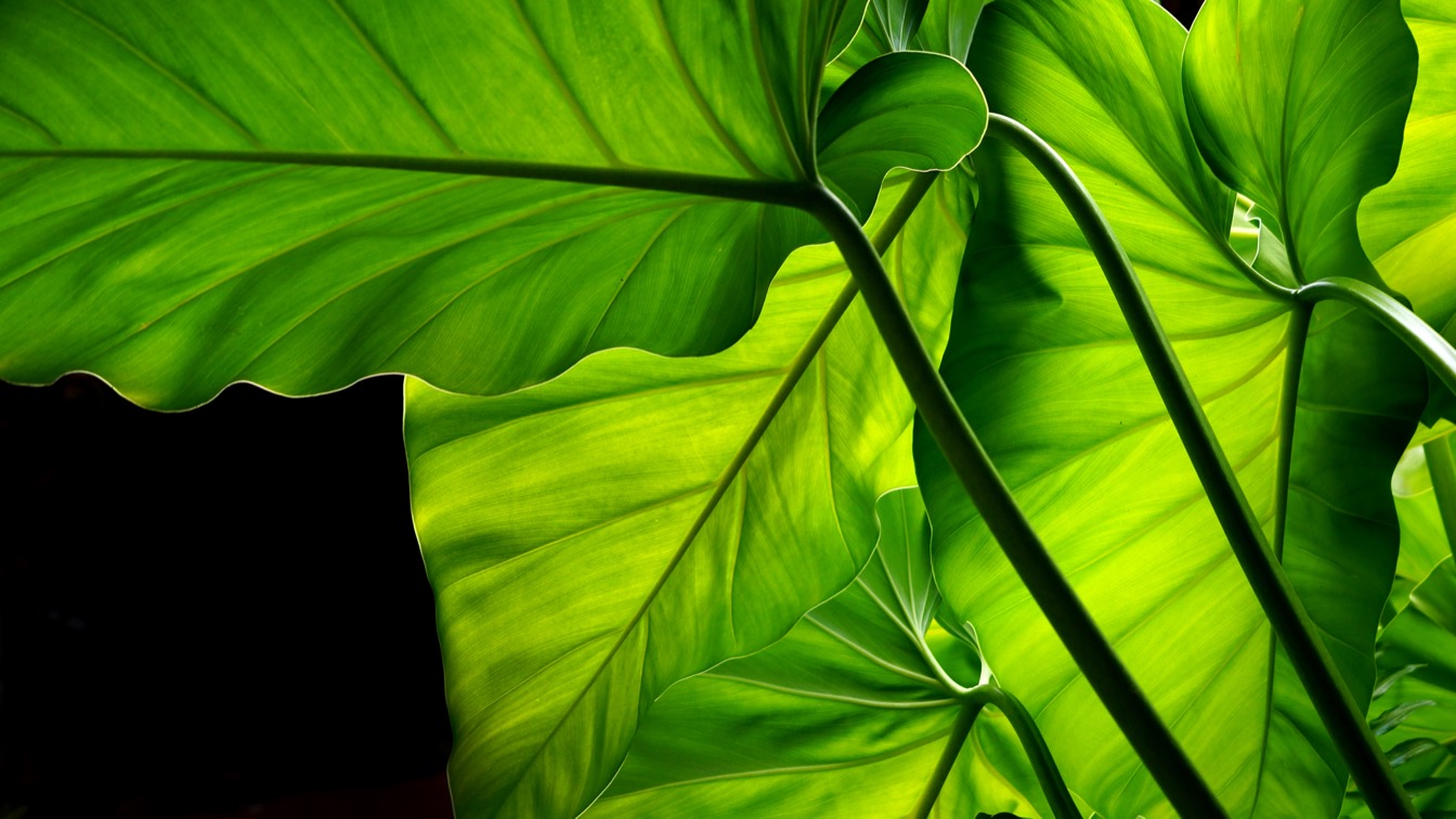 Feuilles tropicales verdoyantes au Domaine de l'Étoile, illuminées par la lumière, sur fond sombre.