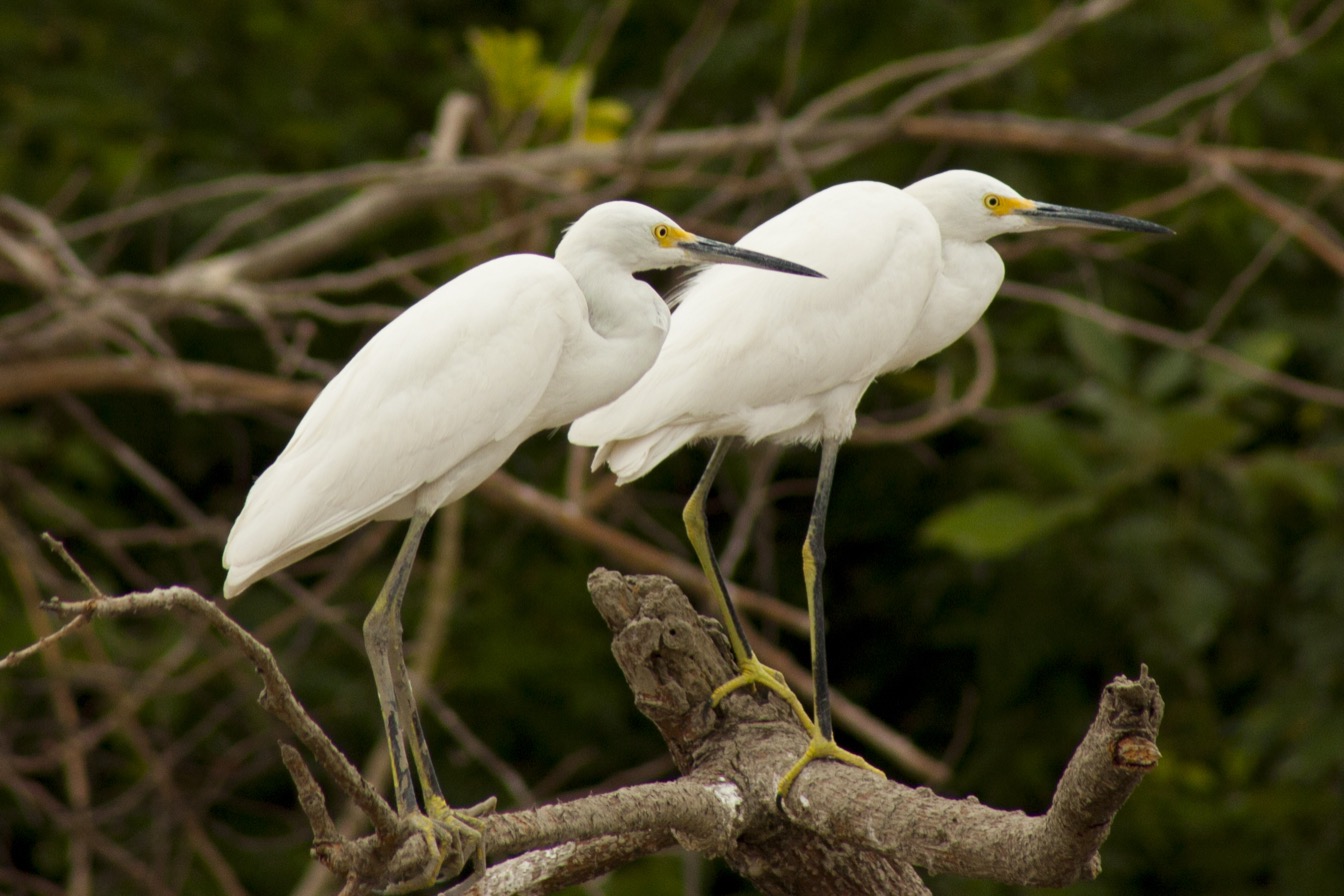 Île aux Aigrettes : deux hérons neigeux perchés sur une branche