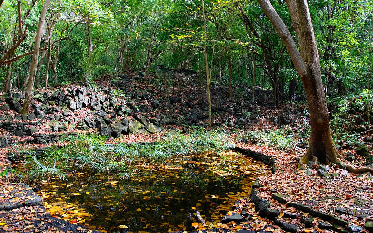 Bras d'eau National Park : étang entouré de feuillage dense et de pierres, avec des feuilles tombées au sol