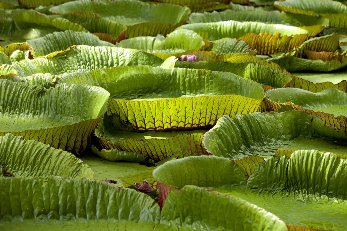 Lily pads in Pamplemousses Garden, showcasing lush greenery and intricate leaf patterns.